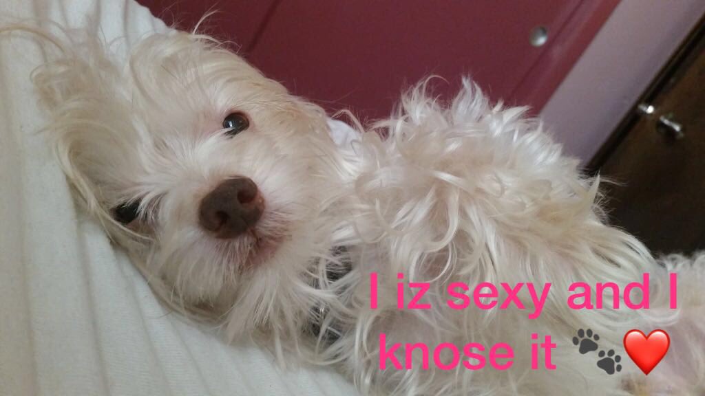 Scamp_on_Twitta's tweet photo. Ayayay! We iz happy to share with ye’all. #BuddyUpdate from our sweet cousin Buddy from Tallahassee, Florida. Enjoy the sexy lil fing 🐾❤️ https://t.co/JoZb25D4gN