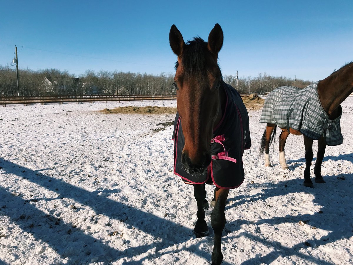 MGstablesWpg's tweet photo. We β€οΈ our boarders!
#boardingstable #winnipeg #kwpn #sunshine https://t.co/52LtD9VLPE