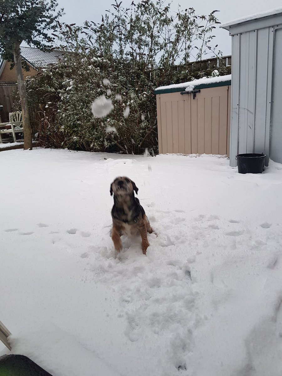 mrdillondog's tweet photo. loving the snow..@ScrappyN @MrSebBT https://t.co/koOBRmt7BW