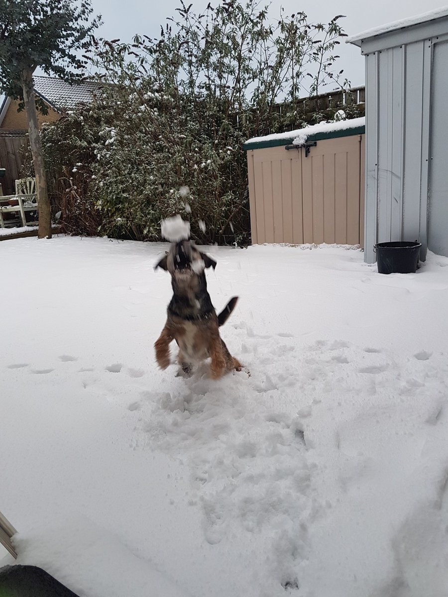 mrdillondog's tweet photo. loving the snow..@ScrappyN @MrSebBT https://t.co/koOBRmt7BW