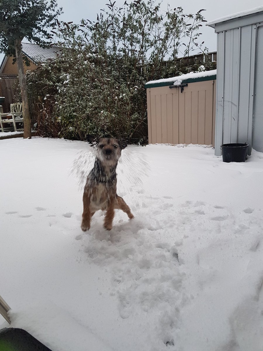 mrdillondog's tweet photo. loving the snow..@ScrappyN @MrSebBT https://t.co/koOBRmt7BW