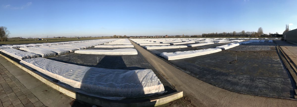 OutdoorRoses's tweet photo. Door de strenge vorst hebben wij vorige week al onze rozen onder moeten dekken tegen de extreme kou en wind.
Een hele operatie maar in 3 dagen tijd met een fantastisch team ruim 700.000 rozen beschermd tegen de kou. #winter #boomkwekerij https://t.co/wXGjlbRIo2