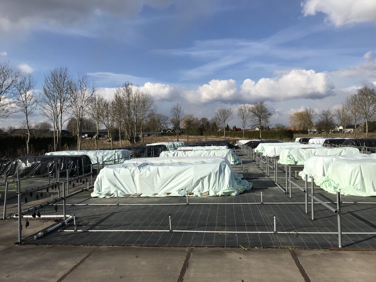 OutdoorRoses's tweet photo. Door de strenge vorst hebben wij vorige week al onze rozen onder moeten dekken tegen de extreme kou en wind.
Een hele operatie maar in 3 dagen tijd met een fantastisch team ruim 700.000 rozen beschermd tegen de kou. #winter #boomkwekerij https://t.co/wXGjlbRIo2