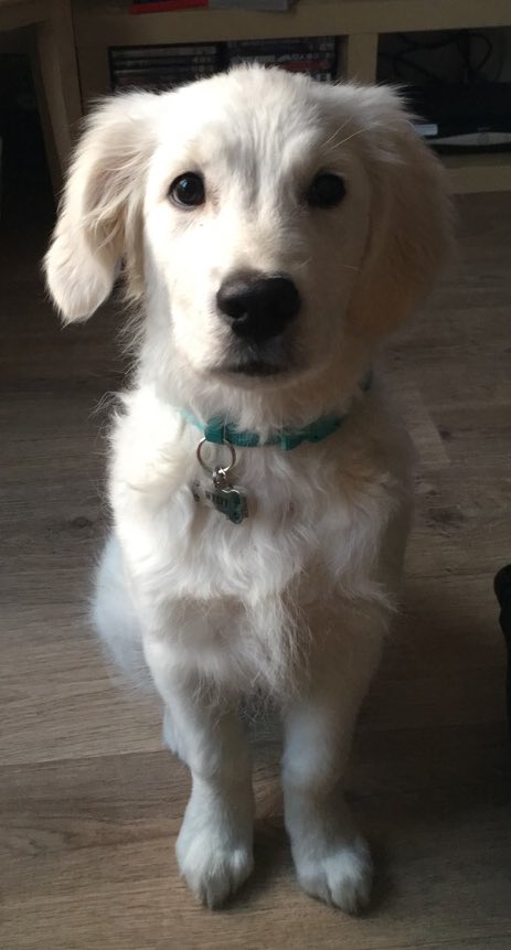 Racho07's tweet photo. Pupdate, 19wks an seems to have sum wot dubled in size in last cupo weeks and his 1st baby tooth came out today with Iβm shur the rest to follow over next few wks πΆπ #wyatt #pupdate #goldenretriever #servicepup #1sttooth #19weeks https://t.co/rz3RjYjJnF
