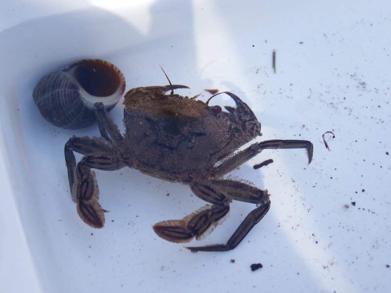 ArranCoast's tweet photo. Well @SunnysidePri & #UllapoolPrimary, a first for @Jen_S14.... You found a #CommonDragonet in the rock pools at Kildonan! 🐟Also a #velvetswimmingcrab 🦀Way to go! https://t.co/ChSt1MJzdh