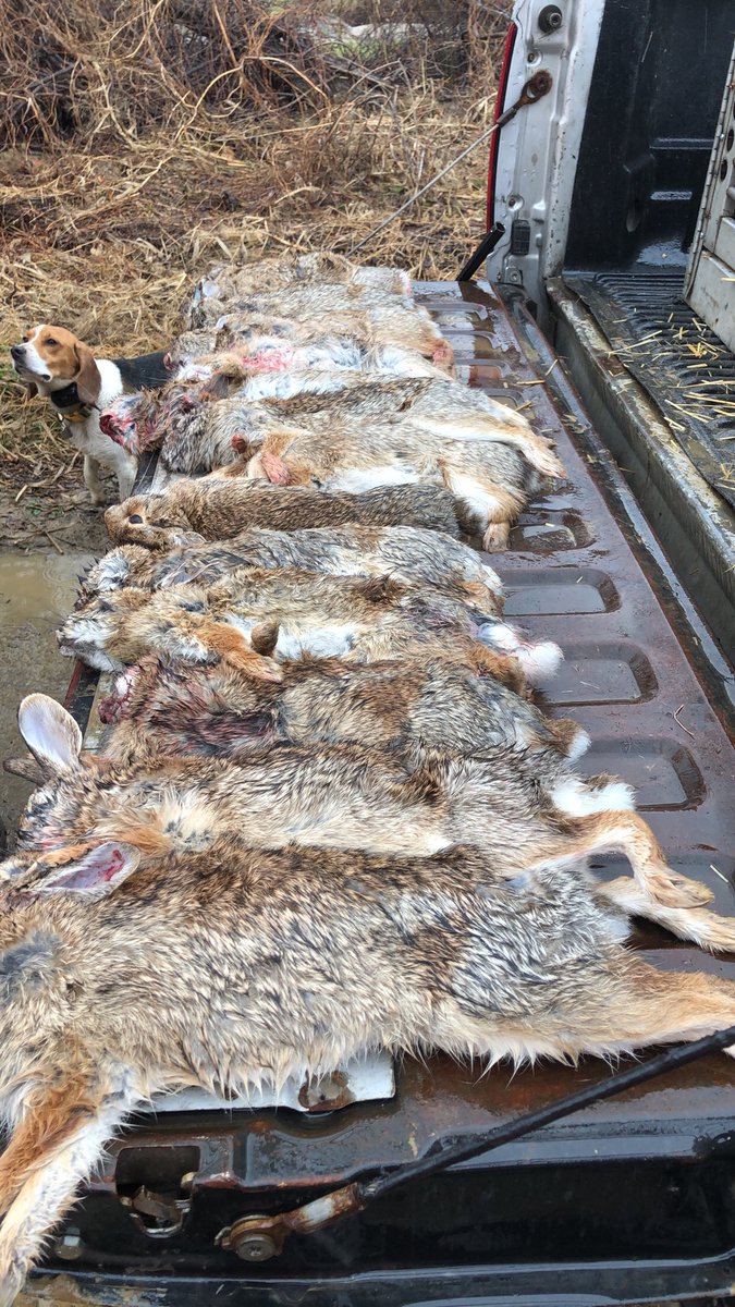 TheDuder8's tweet photo. #rabbithunting #maryland what a day! https://t.co/gffE9P3lA3