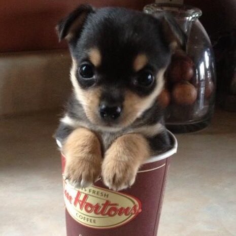 RikReese's tweet photo. He loves rolling up the rim @TimHortons https://t.co/mTHm4euju4