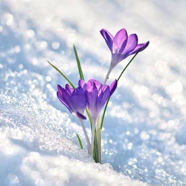 MLMTek's tweet photo. The #Power of #Life.  - Purple Ice ... Picture by Fotissima https://t.co/v6jKk2CAAu