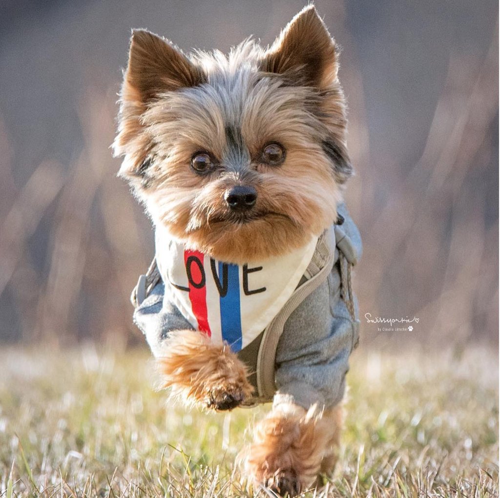 TheEllenShow's tweet image. Release the hounds! (Or at least the Yorkies.)