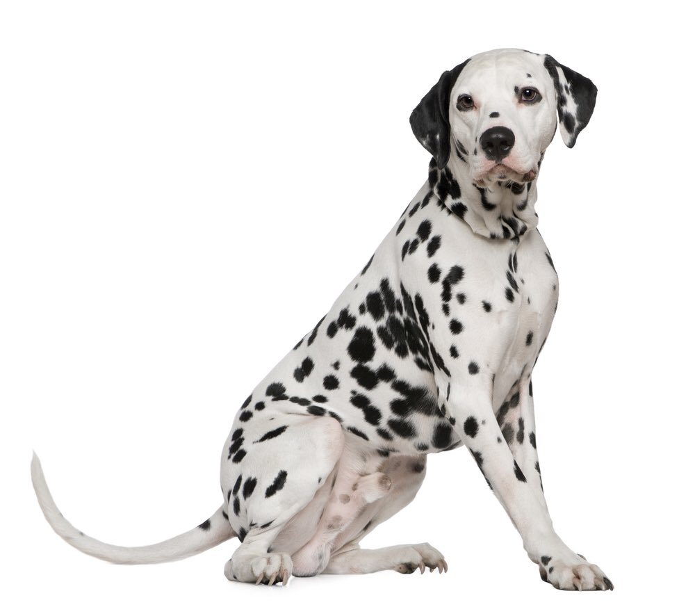 YummyHound's tweet image. Urban Paws UK are looking for a #Dalmation (male or female) based in Northern England for #PetModelling work 🐾🎥📸

Must have basic obedience ⚫️⚪️

Get in touch asap with images 👉🏽layla@urbanpawsuk.com

 #PetModelSearch #UrbanPawsUK #TheAnimalAgency #PetCasting