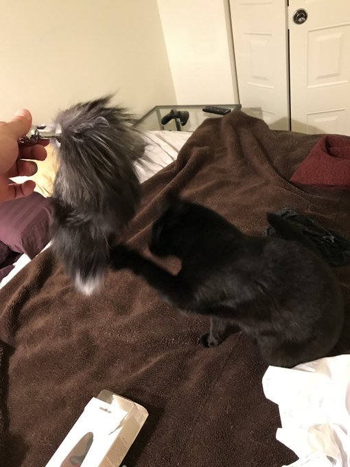 Kitty loves my new toy. https://t.co/dZWD98bxNW<a href="/tag/newprofilepic"class="tags"><span>#newprofilepic</span></a>