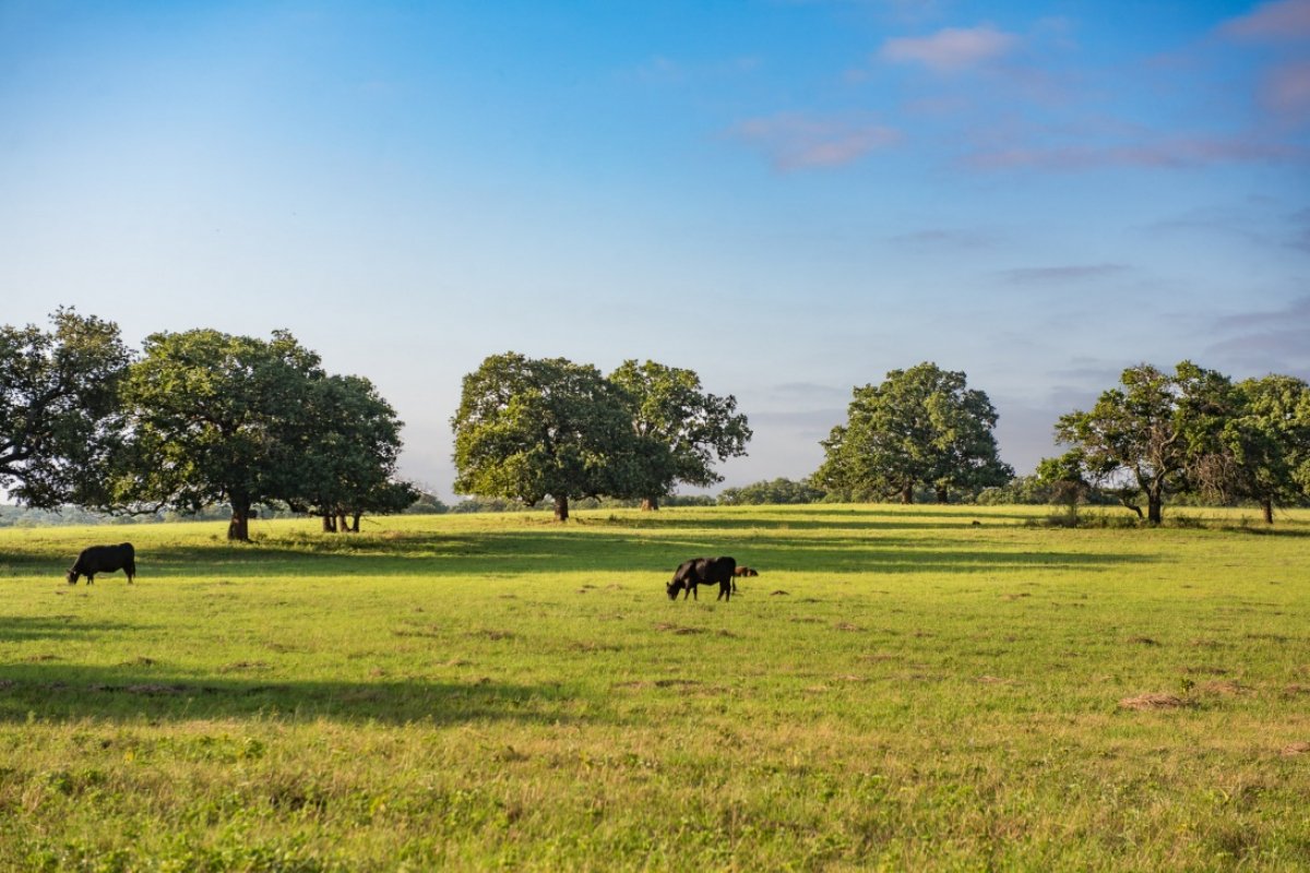 farmandranchpub's tweet photo. #Texas #TXTUESDAYS
Law Creek Ranch - 1,073 Acres
Voca, TX
https://t.co/t0lQ8kI4yf
#farmandranch #hunting #ranch #highfenced https://t.co/wtypgWJB1m