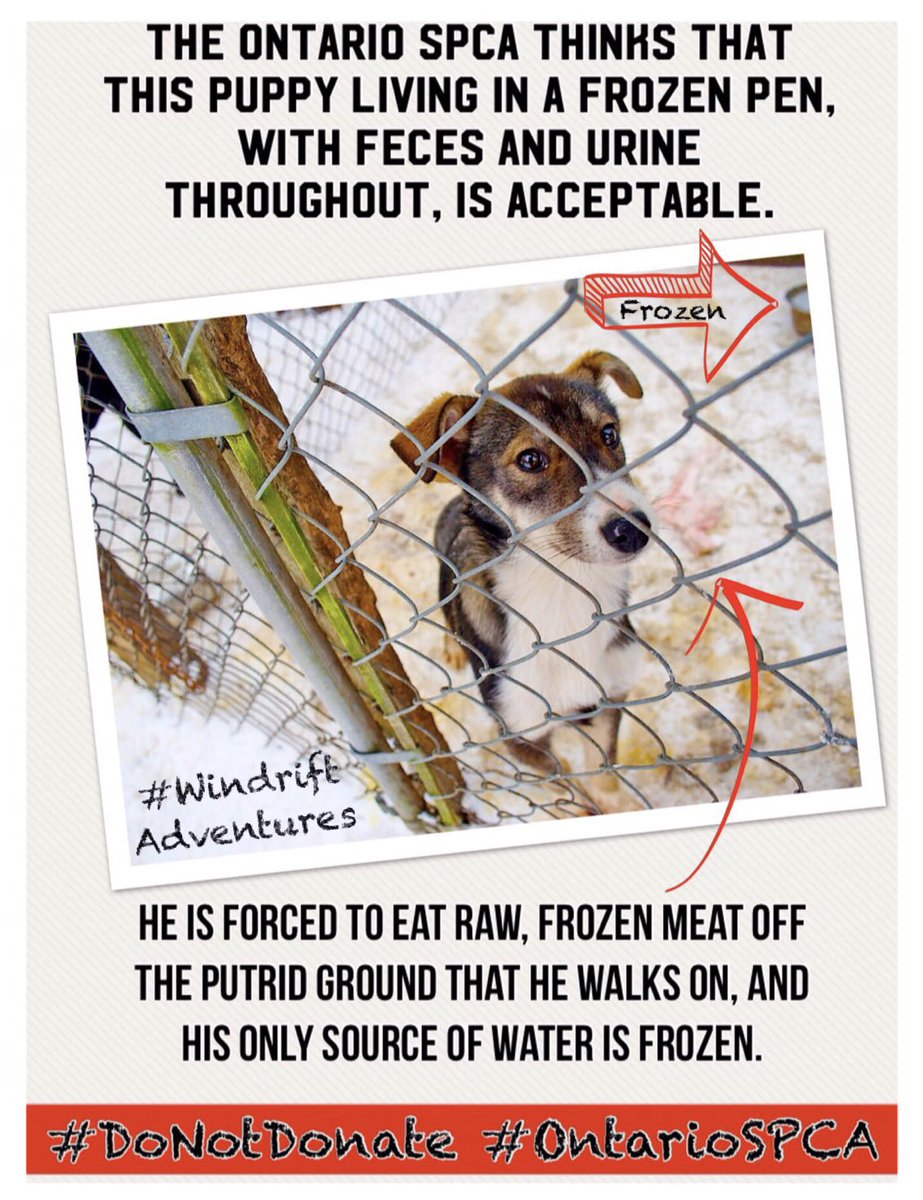 humanemushing's tweet photo. The @OntarioSPCA officers are recorded here (https://t.co/KOs5zFcpEz) condoning the cruel, inhumane, and disgusting conditions of the #WindriftAdventures #sleddogs. 

#DoNotDonate #OntarioSPCA #WindriftAdventures #windrift #sleddogsmatter https://t.co/YuyNmgm760