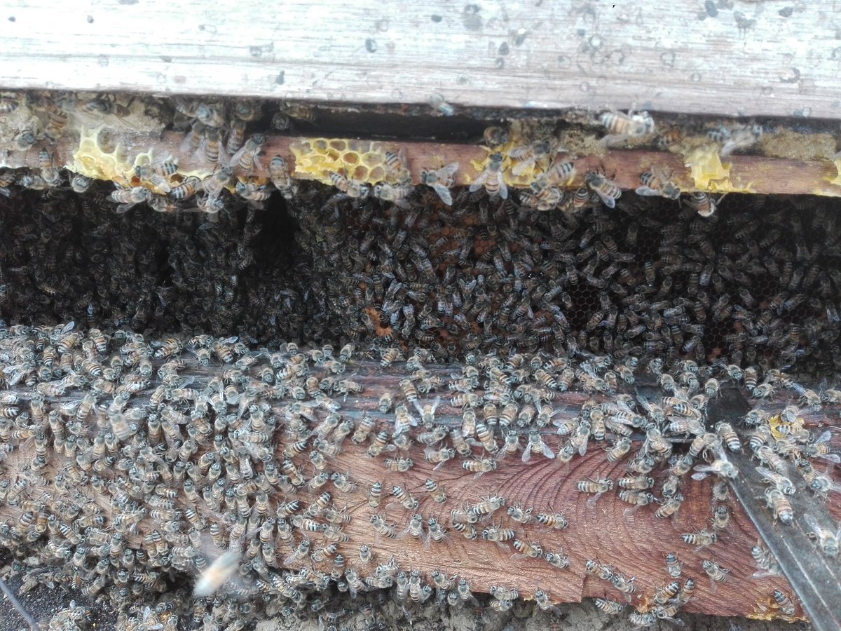 CBVAnolaima's tweet image. #BomberosAnolaimainforma #Apicontrol
A la hora se realiza trabajo de apicontrol en la vereda puente tierra. 
Esta colmena se trasladará a un apiario en la vereda La María.
Atiende: M81—001 con 2 unidades bomberiles.
Apoya: Apicultor local