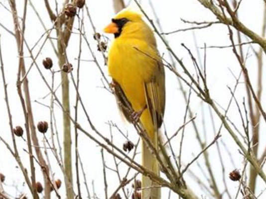 THV11's tweet photo. Biologists say a woman in Alabama has a “one in a million” house guest as an extremely rare yellow cardinal has been filmed snacking at the homeowner’s bird feeder repeatedly.
https://t.co/kEoZb7j7fe https://t.co/pwDGaLyWY7
