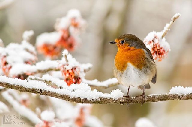 lowcarbvistas's tweet photo. A robin on a snowy flowering  witchhazel shrub in my Scottish garden.⠀
⠀
#your_best_birds #bird #birds #birdsofinstagram #birdstagram #birdwatching #instabird #birdphotography #birding #instabirds #wildlife #bestbirdshots #wildlifephotography #nuts_a… https://t.co/9UckIasL4e https://t.co/0418m2w1oD