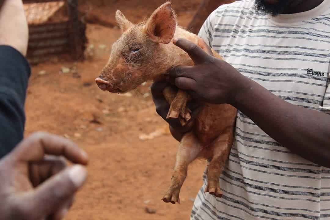 ActionVoices's tweet photo. David Van Wyk wrote
"Farming in the shadow of mine waste, Soweto. Blind pigs, pigs with skin rashes,  spinal and skeletal deformities. These are all possible when you try and farm in the shadow of a gold mine tailings/slimes dam. (Photo credits, Brown Motsau)." @benchmarks16 https://t.co/du154Cpzvw