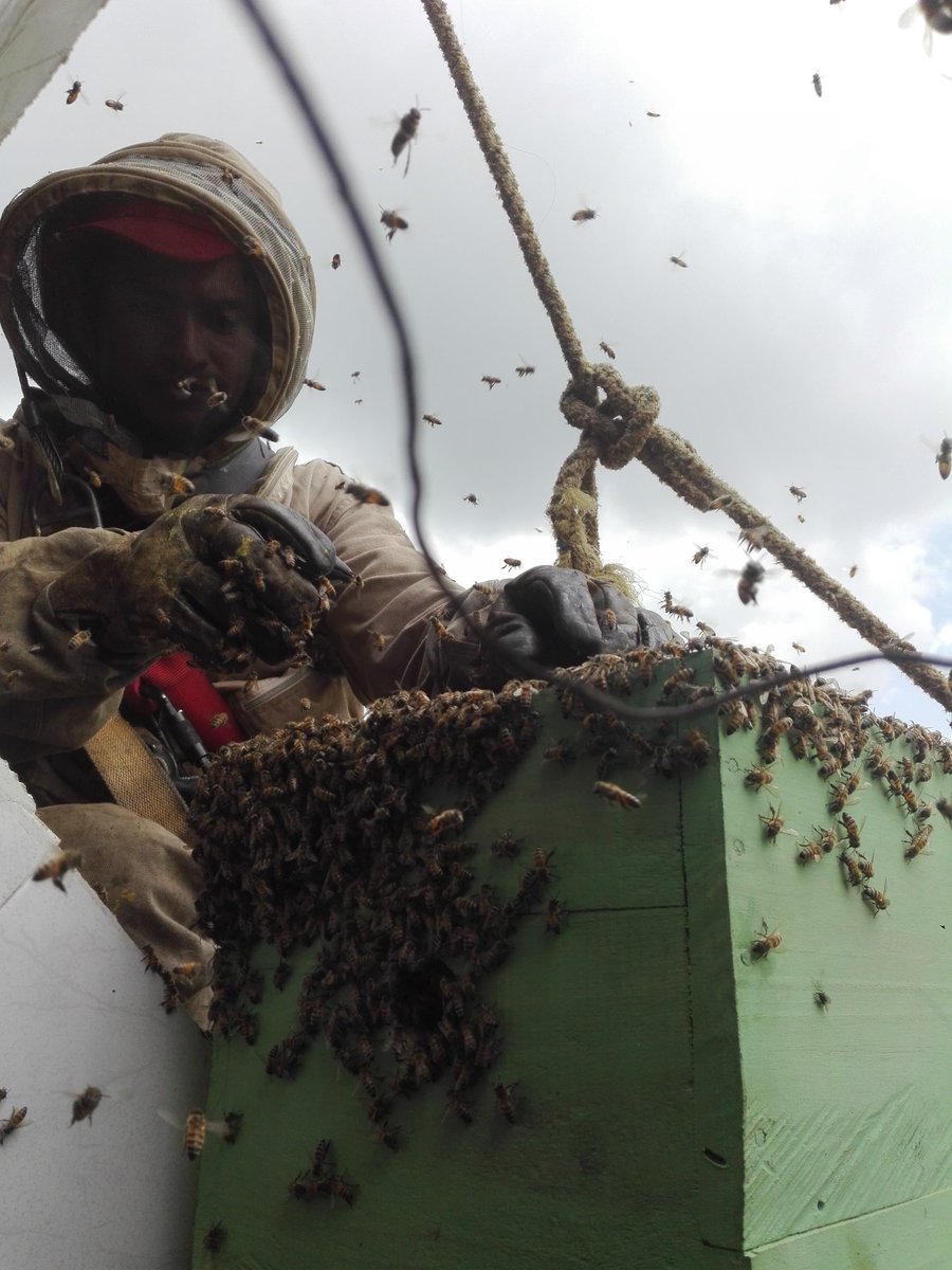 CBVAnolaima's tweet image. #BomberosAnolaimainforma #Apicontrol
A la hora se realiza trabajo de apicontrol en la vereda puente tierra. 
Esta colmena se trasladará a un apiario en la vereda La María.
Atiende: M81—001 con 2 unidades bomberiles.
Apoya: Apicultor local