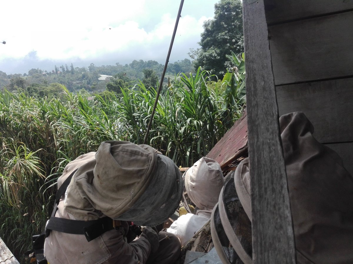 CBVAnolaima's tweet image. #BomberosAnolaimainforma #Apicontrol
A la hora se realiza trabajo de apicontrol en la vereda puente tierra. 
Esta colmena se trasladará a un apiario en la vereda La María.
Atiende: M81—001 con 2 unidades bomberiles.
Apoya: Apicultor local