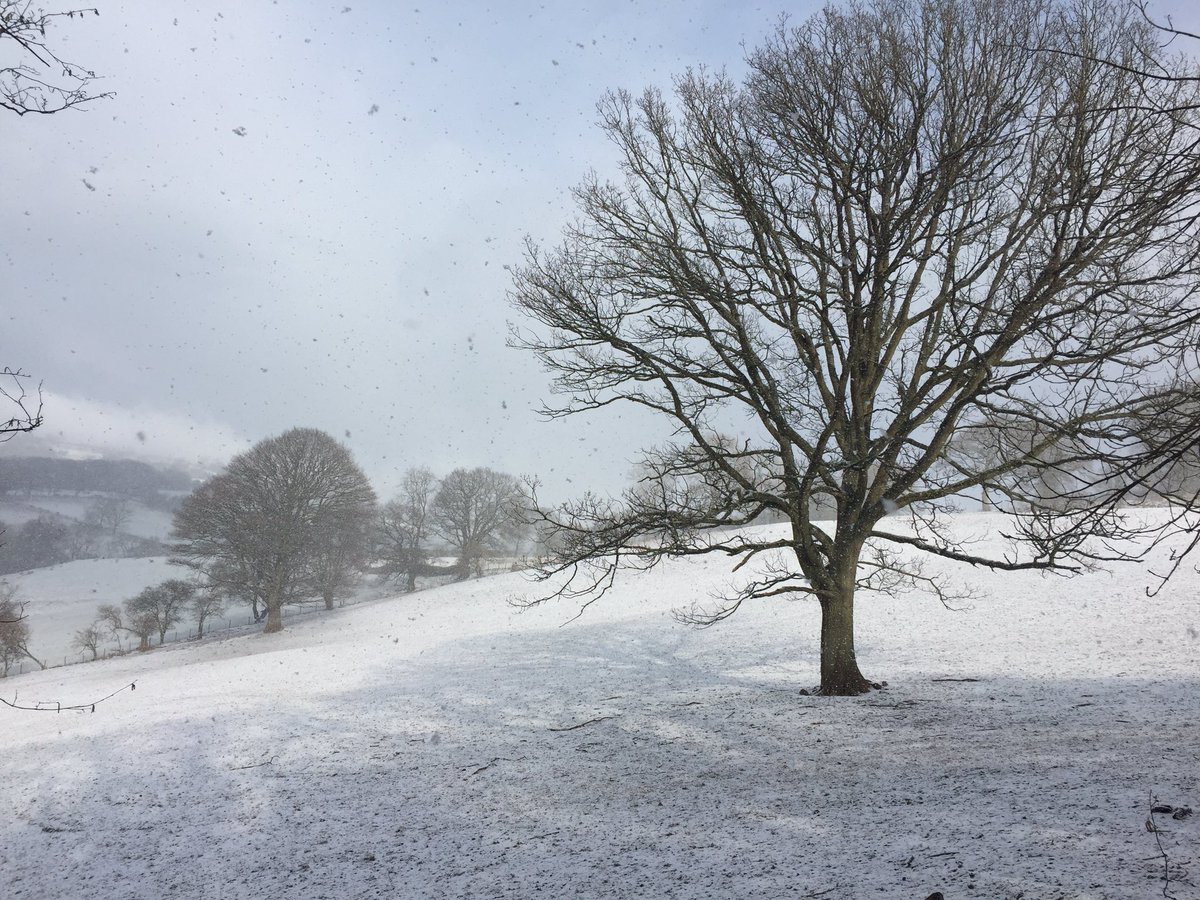 Hedgelaying in the snow at the beautiful Strawberry Cottage Wood 🍓🌳❄️<a href="/GwentWildlife/">Gwent Wildlife Trust</a>