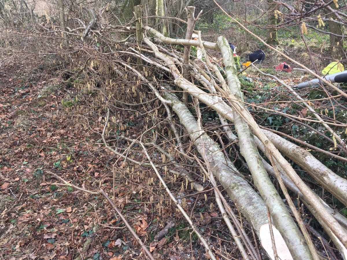 PhoebeW94's tweet photo. Hedgelaying in the snow at the beautiful Strawberry Cottage Wood 🍓🌳❄️@GwentWildlife https://t.co/KiuxIUKbcM