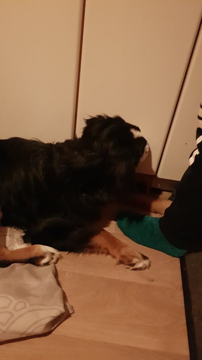 Jani2205's tweet photo. Nöö ich guck nicht in die Camera vergiss es 😝

#bernermountendog 
#hunde 
#hundeliebe https://t.co/SIxHBTtmBv