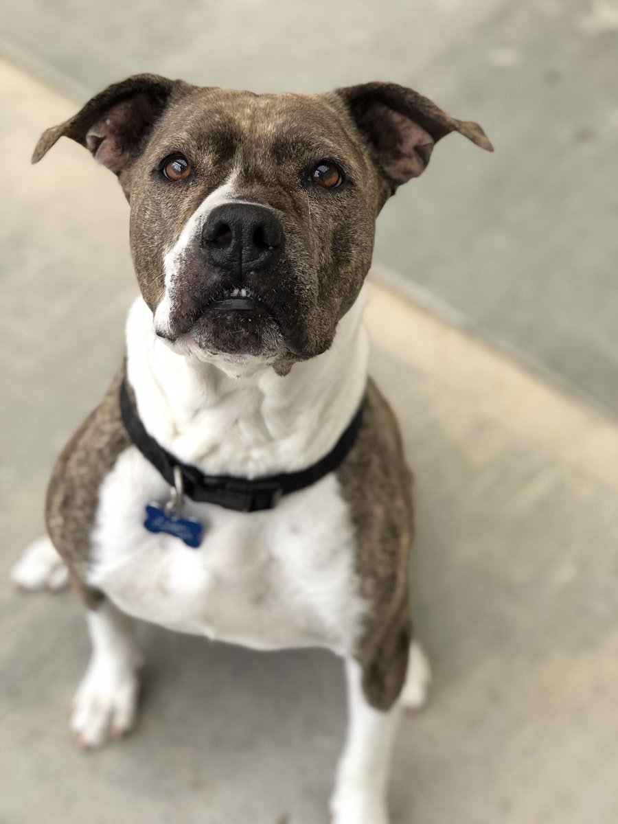 St. Hubert's Animal Welfare Center tweet media