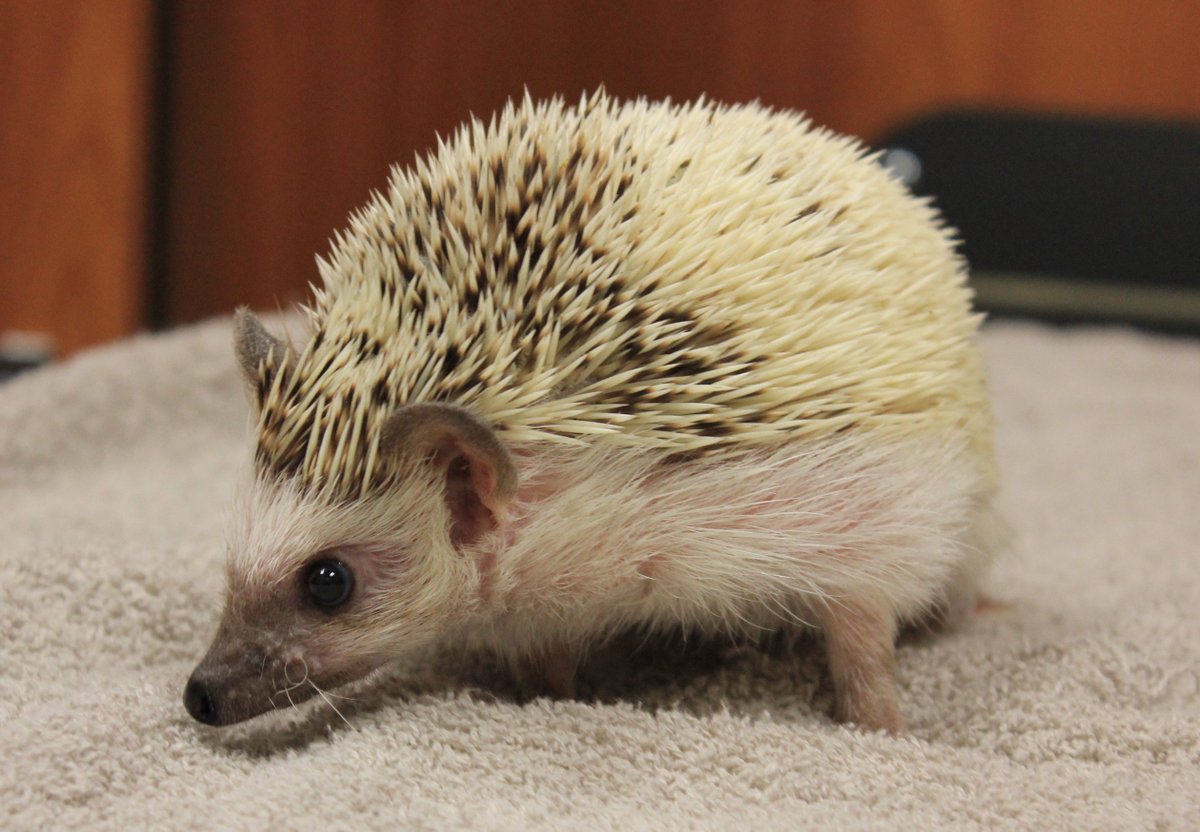 ConejoVet's tweet photo. How cute is this Hedgehog? Dr. Sweitzer recently performed an ultrasound on this little girl due to having some blood in the urine. They first did a urine analysis and then could not come to a full diagnostic, so they then performed an ultrasound. Get well soon! #petcare https://t.co/pD7qqY2AEU
