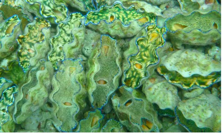 fish20org's tweet photo. “Our goal at Indigo is building a sustainable #aquaculture company to have a positive economic impact for the citizens of #Palau, while protecting the pristine coral reef,” says James Sanderson, co-founder of #IndigoSeafood. https://t.co/Sux5KKP8m1 #2017fish20 https://t.co/SBFYtYvkir