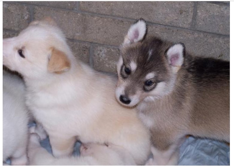 RadicalRods's tweet photo. Came across this photo  one of our huskies when he was a baby the one on the right is Diesel. https://t.co/CbBkXKzU0A
