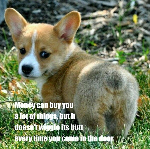 We Love Dogs USA On Twitter Do You Have A Wiggle butt Of Your Own we-love-dogs-usa-on-twitter-do-you-have-a-wiggle-butt-of-your-own