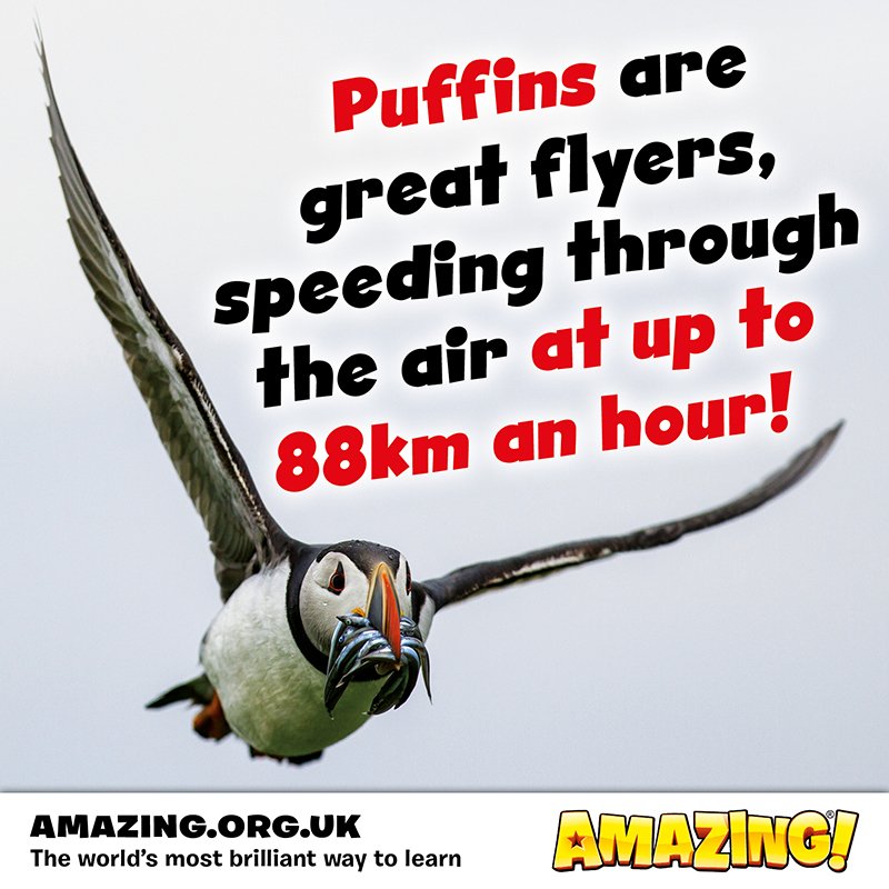 AmazingKidsMag's tweet photo. While the Beast from the East is upon us, why not get cosy on the sofa with the latest issue of Amazing! Magazine and read about some awesome birds, like this rather speedy puffin! #birds #primaryschool #keystage2 #teachers #primaryteaching #beastfromeast #snowday https://t.co/2AAvRwe5mq