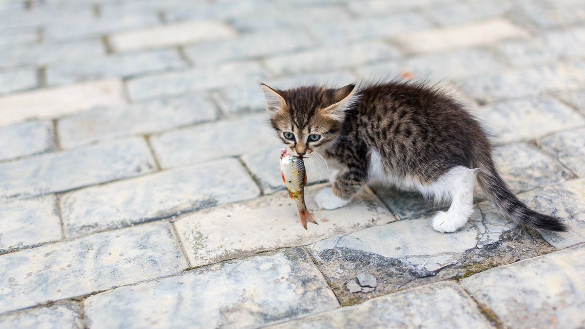 Launch time 

#cute #adorable #kitty #cats #pets #twostupidcats