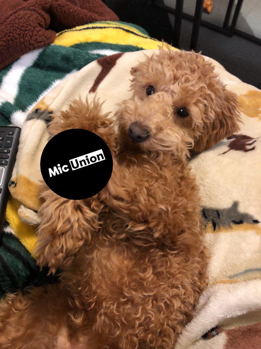 mic_union's tweet photo. Wally the Dog loves #MicUnion! h/t @CahnEmily #UnionStrong https://t.co/fVsUxnkwvd