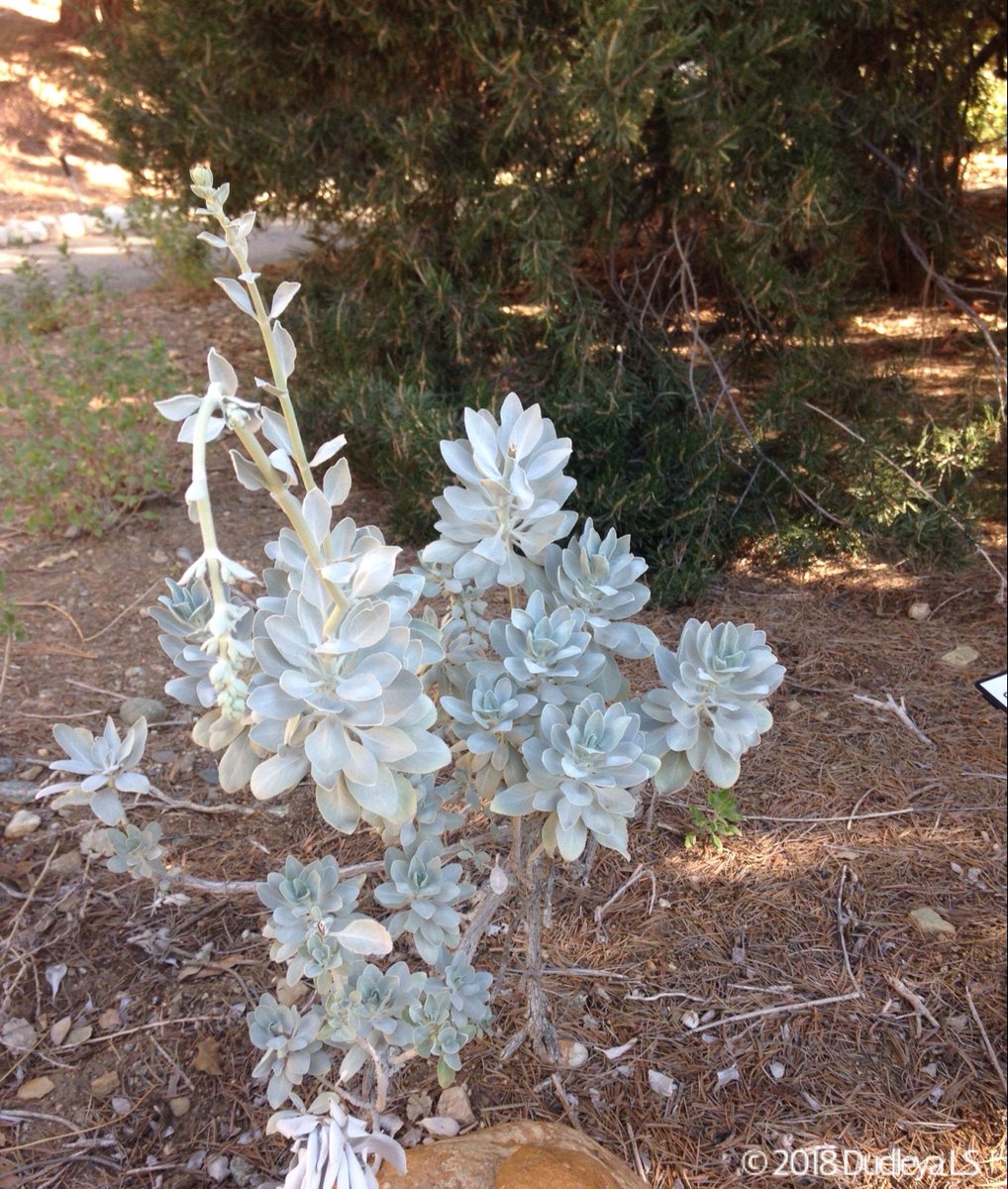 OCDudleya's tweet photo. #Salvia #apiana, native to the Southern California coastal sage scrub &amp; #chaparral, makes an exceptional #succulent companion. Rancho Santa Ana Botanic Garden in Claremont, late winter 2018. @RSABG #Lamiaceae #CAnativeplants #droughtTolerantGarden #succulentCompanionPlants https://t.co/H7xjfCz2Fh