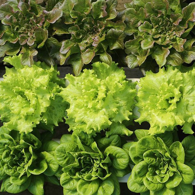 GrittsFarm's tweet photo. Lettuce dazzle you, Sunday with our hydroponics at the Winter Blues Farmer's Market at the Charleston Civic Center! @wvdeptofag
#WinterBluesFarmersMarket #produce #wvgrown #lettuce #grittsfarm #hydroponics #wvfarm #farming https://t.co/PSJUoHtBgk