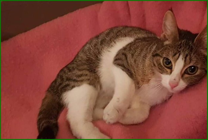 DE_HERENIGING's tweet image. GEVONDEN: KAT
kitten poes, cypers/wit
#LISSE #DHgev 27/2/18 facebook.com/DeHerenigingZu…