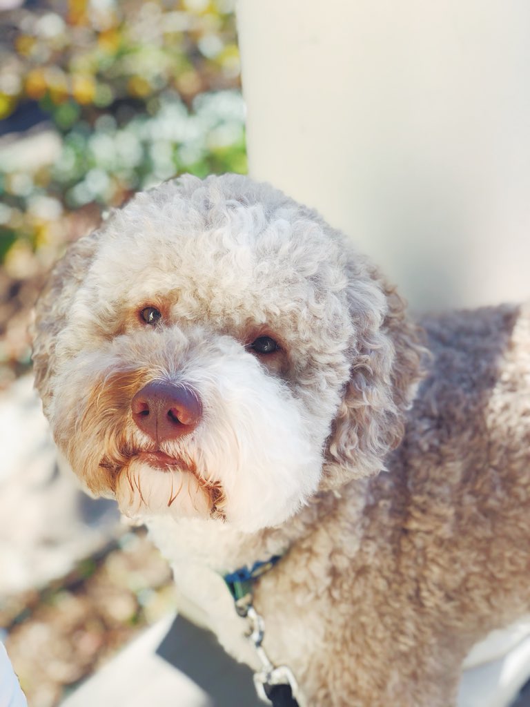 Joe Curro (@foxkid1) on Twitter photo Beacon met some #lagotto friends on our street!!
It’s crazy...I’ve never met anyone that had a lagotto other than <a href="/ajv/">AJ Vaynerchuk</a>. They are the best dogs. 10/10 would recommend. 🐶 Beacon met some #lagotto friends on our street!!
It’s crazy...I’ve never met anyone that had a lagotto other than <a href="/ajv/">AJ Vaynerchuk</a>. They are the best dogs. 10/10 would recommend. 🐶