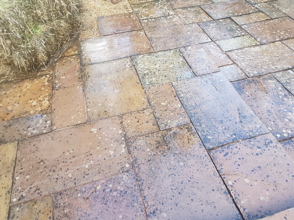 Clear_Reach's tweet image. Been to arrange #pressurewash #patioclean for customer.
 Due to the amount to moss/ lichen and black spot, we did 2 test areas for the customer one with #pressurewashing and the other with #softwashing,