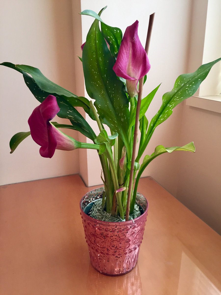 Elaine Wyllie, MD (@elainewylliemd) on Twitter photo My gracious former patient sends a lovely gift every year on the anniversary of her epilepsy surgery. This beautiful flower celebrates 25 years of seizure freedom! I love my job in the Epilepsy Center <a href="/ClevelandClinic/">Cleveland Clinic</a> – it is truly a privilege. #aimforzero My gracious former patient sends a lovely gift every year on the anniversary of her epilepsy surgery. This beautiful flower celebrates 25 years of seizure freedom! I love my job in the Epilepsy Center <a href="/ClevelandClinic/">Cleveland Clinic</a> – it is truly a privilege. #aimforzero