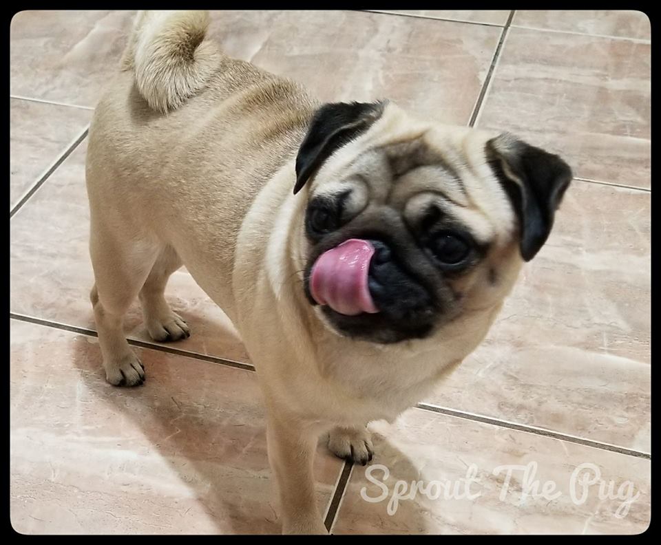 SproutThePug's tweet photo. I don't know what that was that you dropped Mama but it sure was good!! 😋😁
 #Slurp #KitchenPatrol #FasterThanADuckOnAJuneBug #OrPugOnPopcorn #ThatsPrettyFast #TongueOutTuesday #SwirlyPugTail #TOT #TuesdayThoughts #Pug #Pugs #Dog #Dogs #Puppy #Puppies #PugLife #PugsAndKisses https://t.co/BfGzhNnUdu
