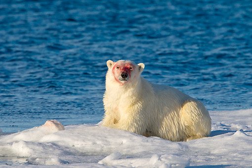 helloallset's tweet photo. On #NationalPolarBearDay, this unselfish bear looks like it got into the strawberry patch to help them celebrate their special day, #NationalStrawberryDay. Happy Tuesday! https://t.co/k06ltPUFhj