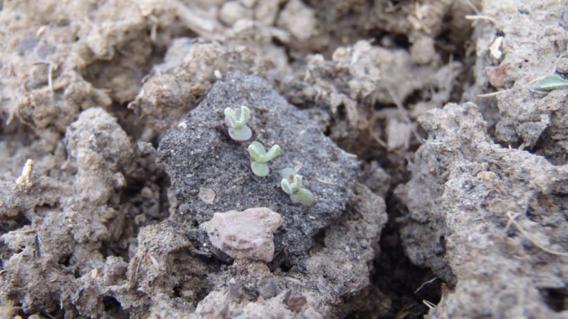 Great article on challenges of seedling establishment <a href="/nature_brains/">Cool Green Science</a> blog.nature.org/science/2018/0…
