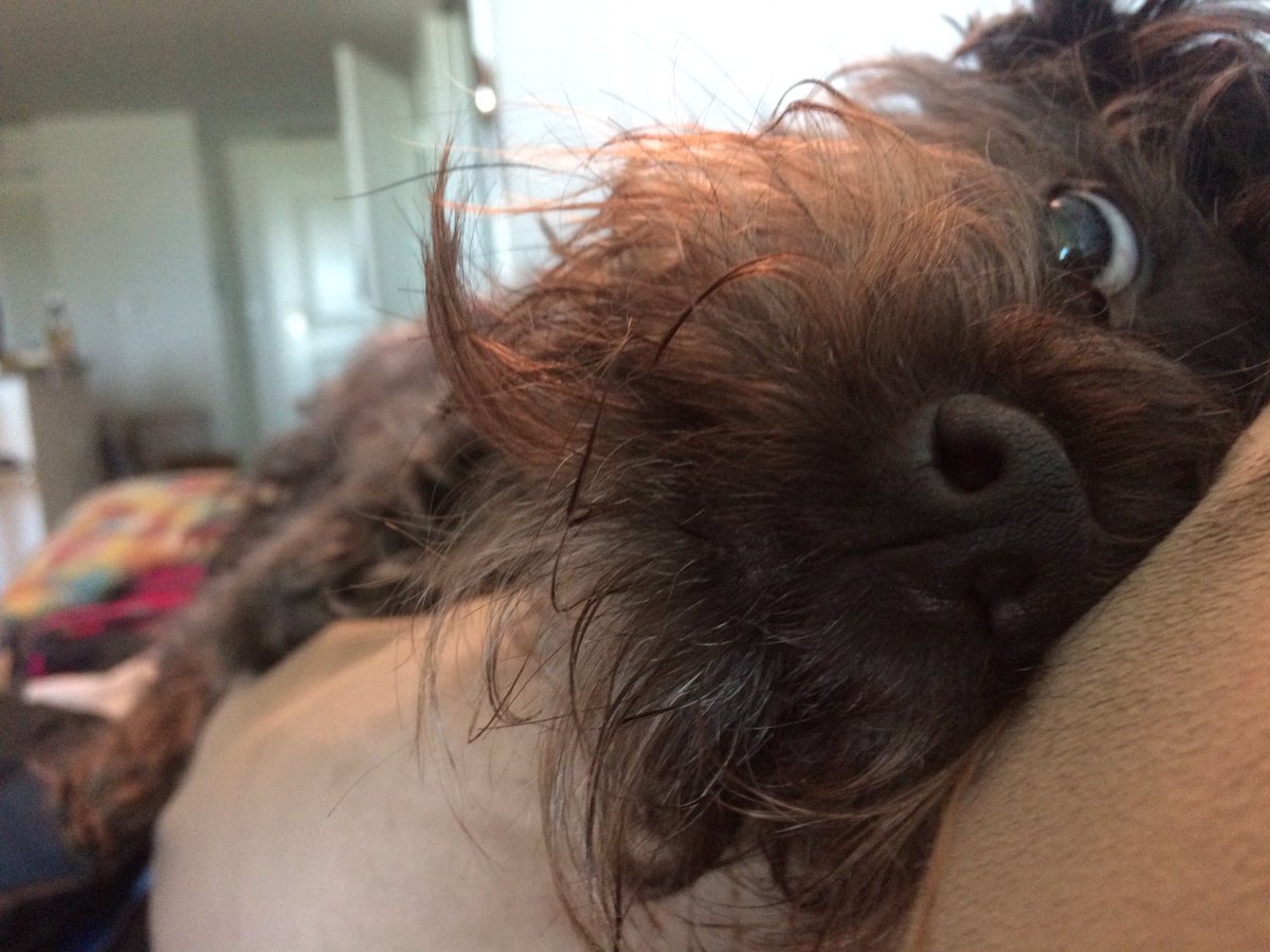 Work from home perks, get to be stared at by this little man all day long 😂 
#dog #work #dogsoftwitter #doglovers #puppy #AdoptDontShop #funny #silly