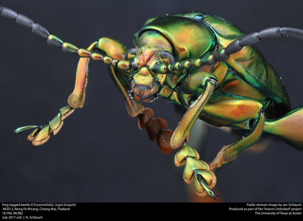 A spectacular frog-legged beetle from Thailand! New public domain image by Jenny Schlauch.