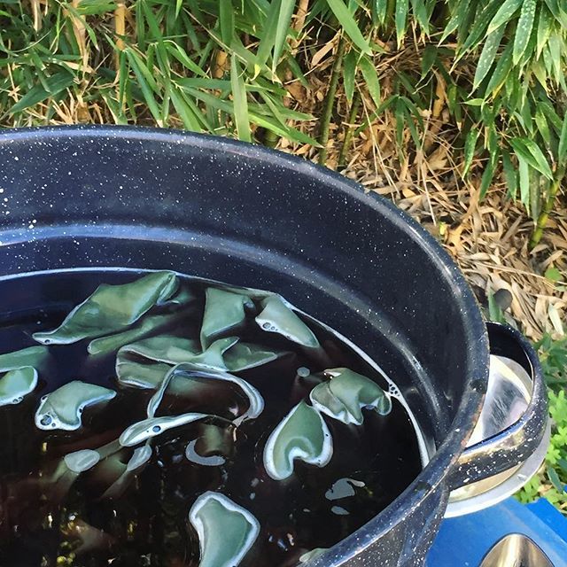 localdialect's tweet photo. It looks like lily pads but it's silk steeping in hollyhock dye! #naturaldye #ecofashionista #plantbased https://t.co/RuzVe37cZz https://t.co/UxYIrbtdNq