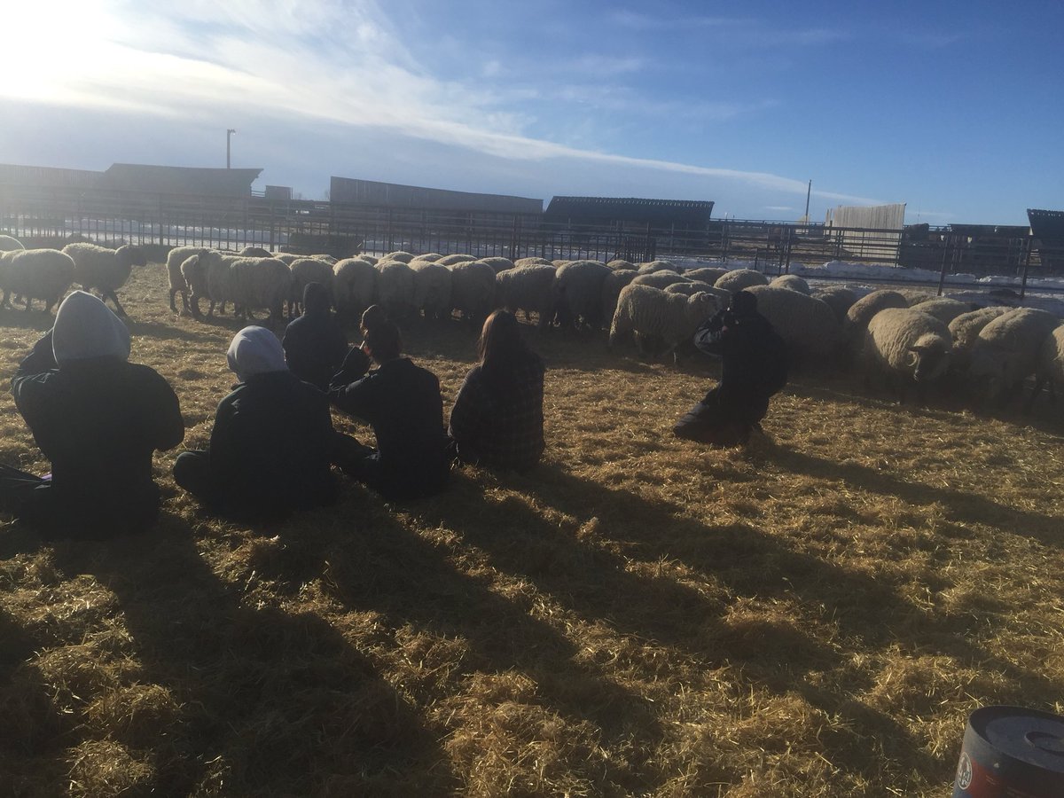 BeckyT_RVT's tweet image. The best way to learn behavior is to quietly study &amp;amp; observe it. #sheepbehavior #ahtiscool #wecareforanimals 
Olds College makes learning real.