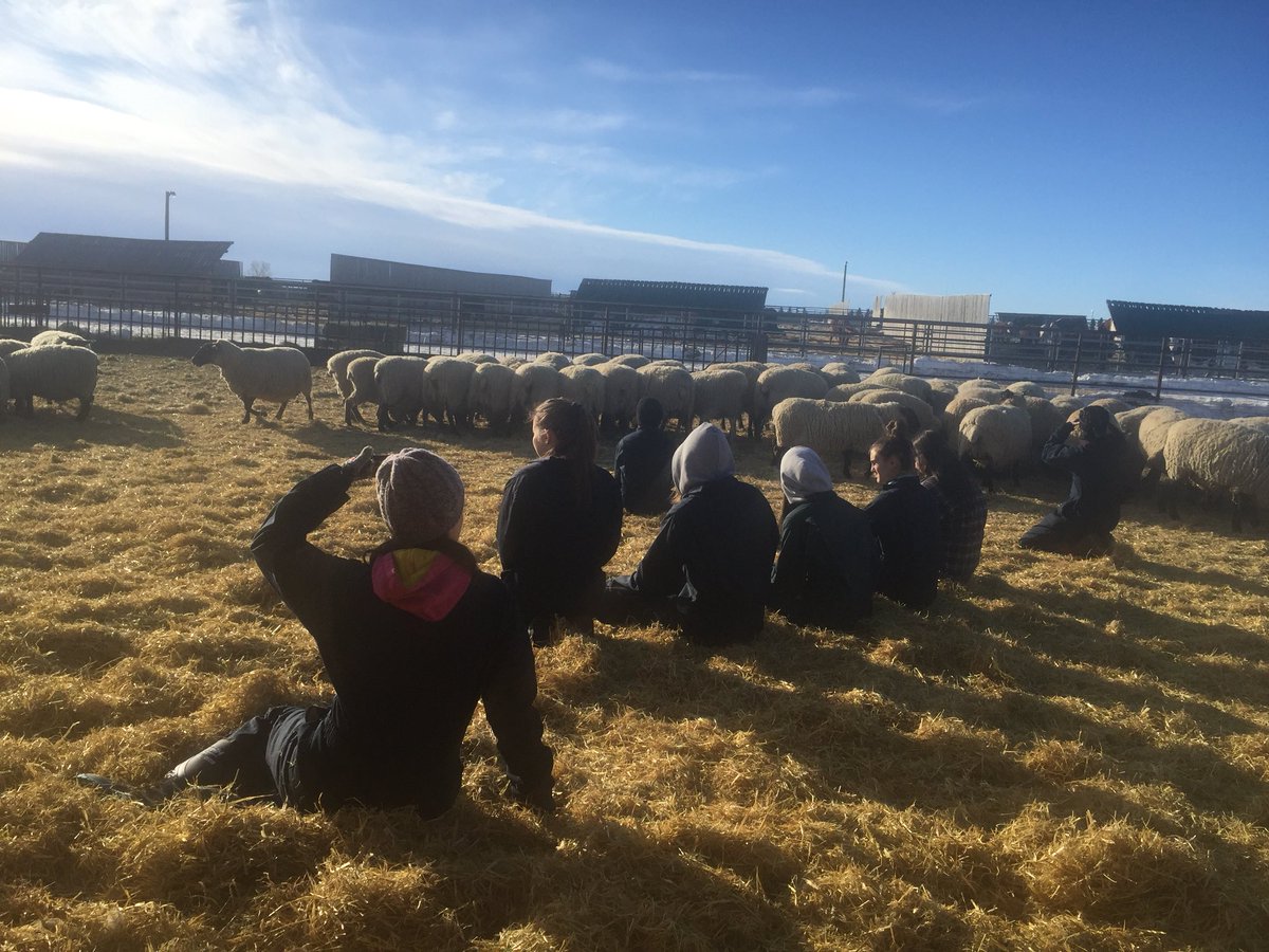 BeckyT_RVT's tweet image. The best way to learn behavior is to quietly study &amp;amp; observe it. #sheepbehavior #ahtiscool #wecareforanimals 
Olds College makes learning real.