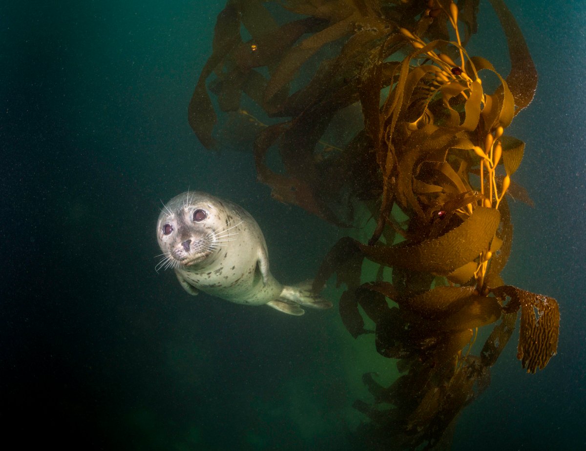 MontereyAq's tweet photo. There’s still time to help protect coastal waters from offshore oil drilling. The administration’s proposed plan to open nearly all U.S. ocean waters to offshore drilling puts coastal communities, jobs and wildlife at risk. Please add your voice: https://t.co/KeyZ4h5qTf https://t.co/6OipSoWwnf
