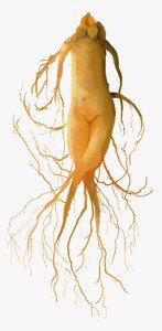 #KoreanGinseng contains adaptogenic compounds known for their healing properties. Learn about KRG benefits here: root9ginseng.com/about-red-gins…